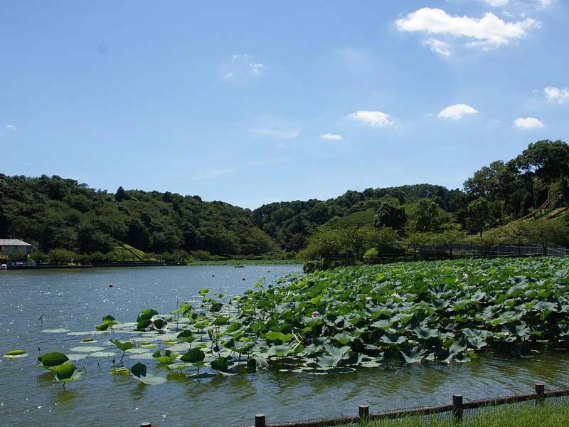 蓮華寺池公園