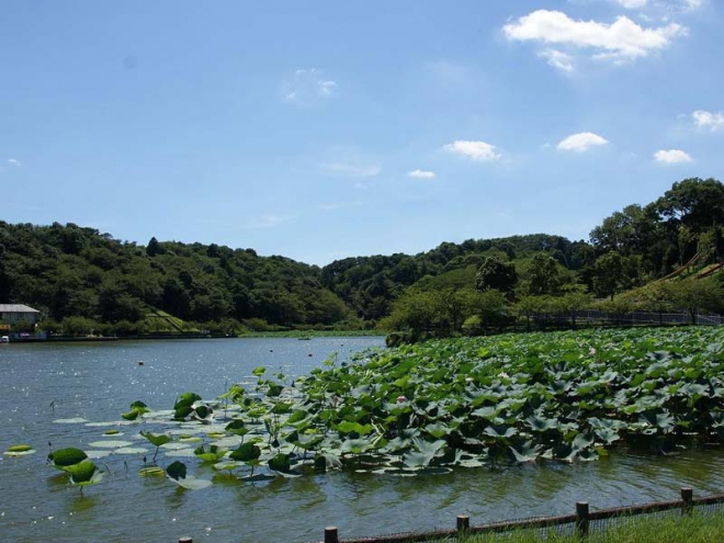 蓮華寺池公園