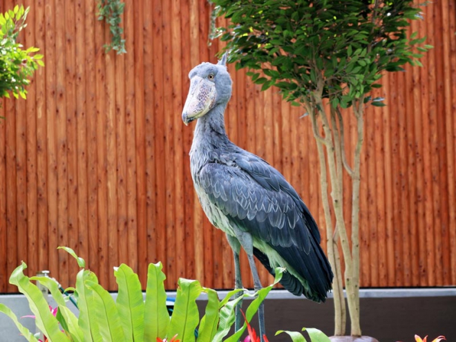 掛川花鳥園